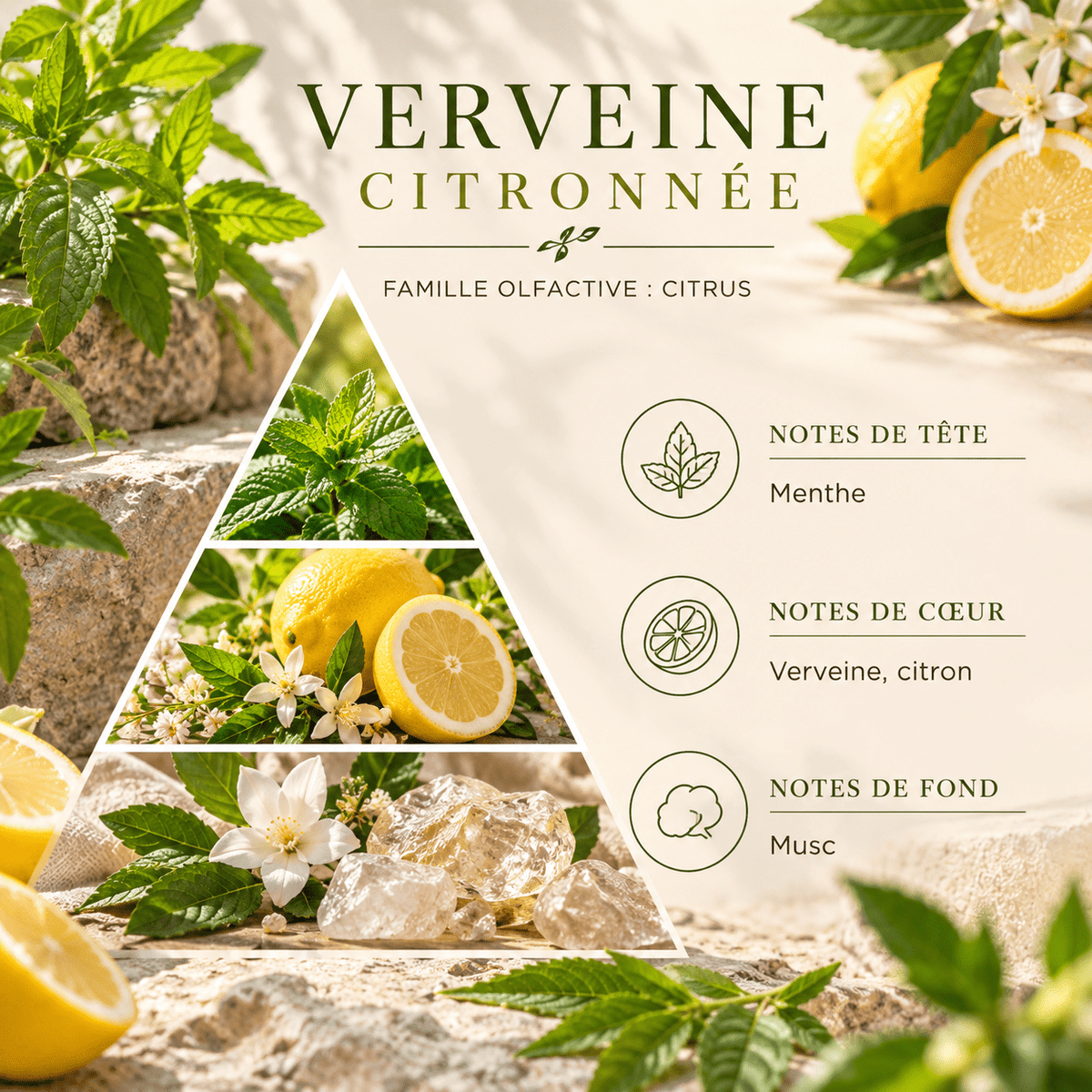 Pyramide olfactive Verveine citronnée – VerdePure